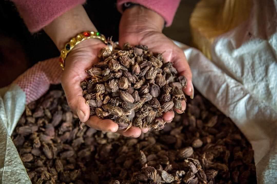 Hands holding raw Himalayan medicinal herbs