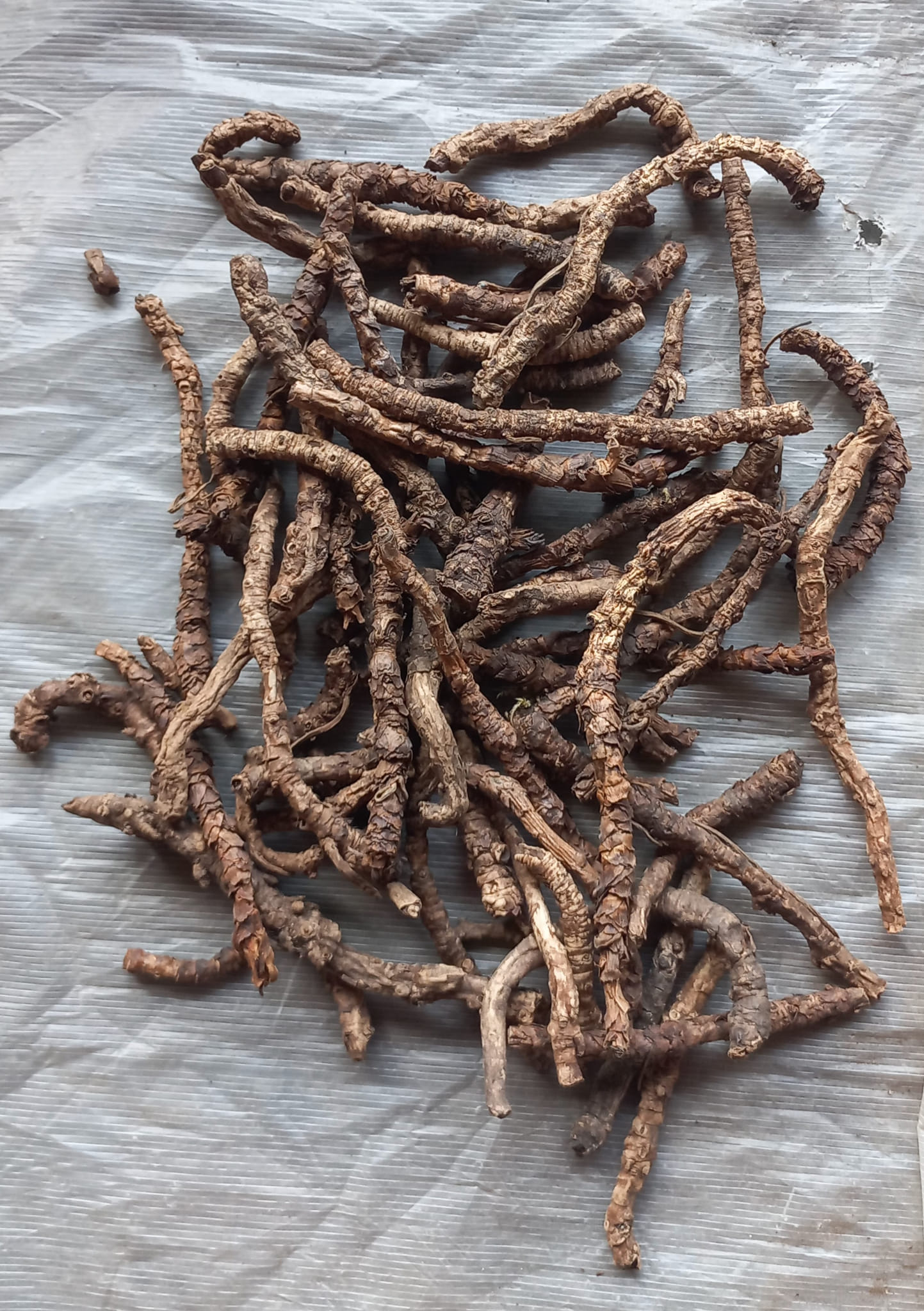 Dried medicinal roots prepared for sorting