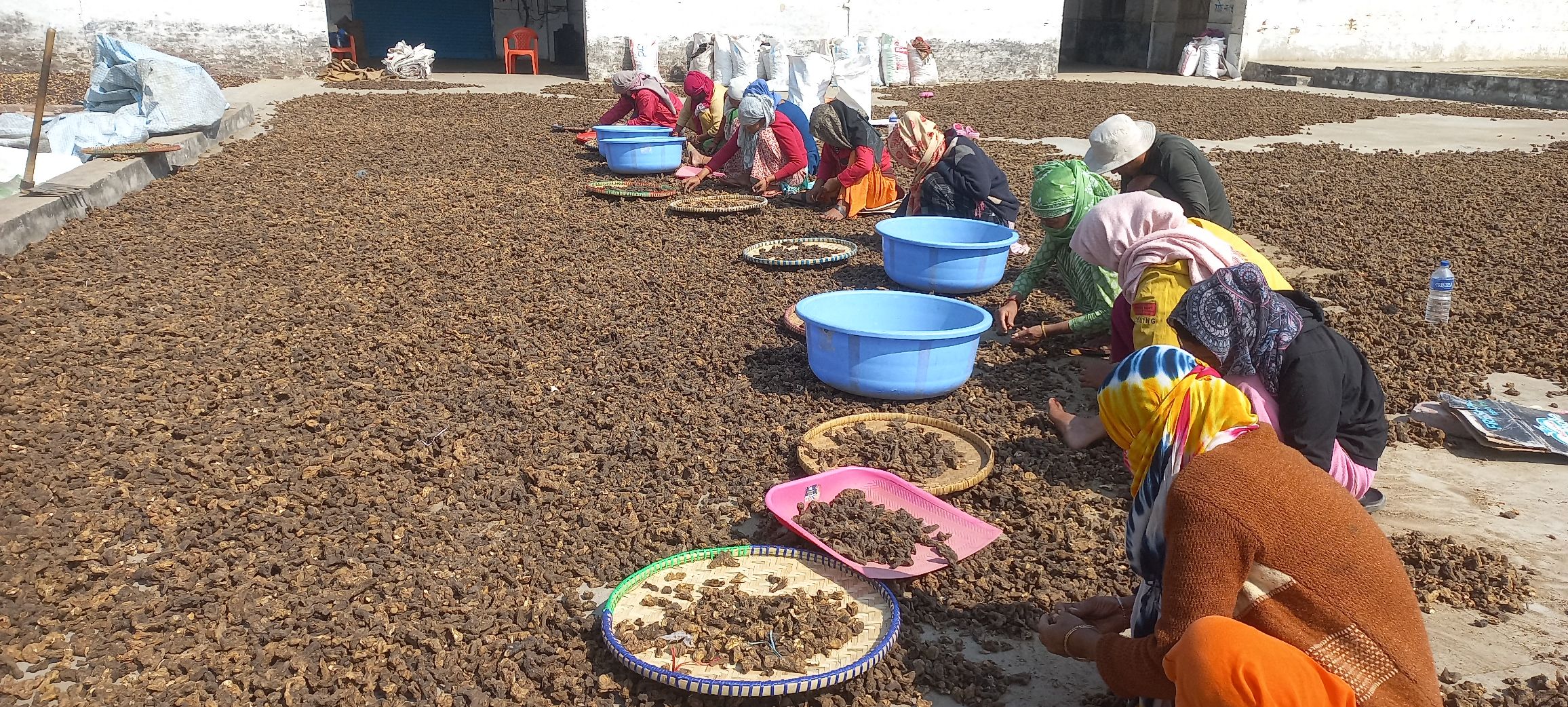 Medicinal herbs being dried and sorted outdoors