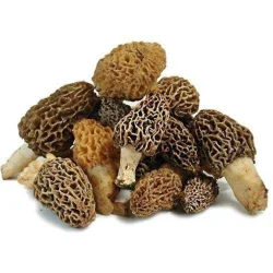 Guchhi Chyau