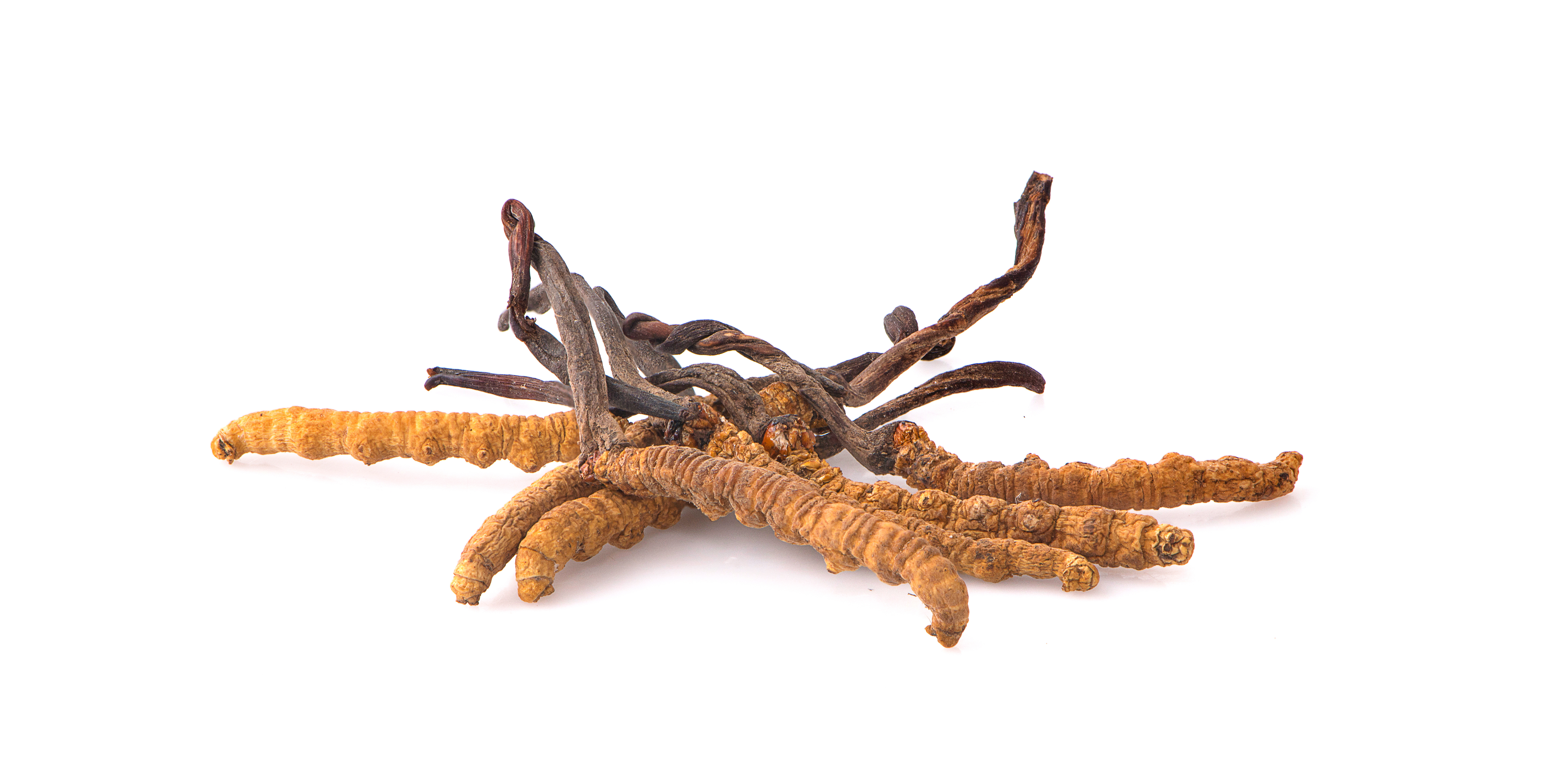 Yarsagumba